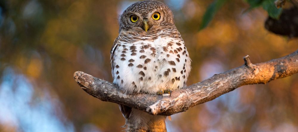 Little DumaTau - Image 1