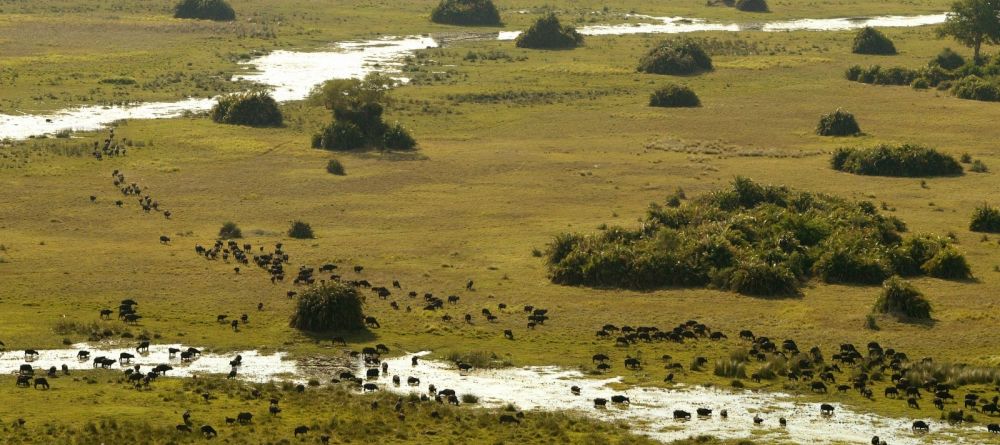 Surroundings and the migrating herds at Linyati Adventurer Camp, Linyati Wetlands, Botswana - Image 3