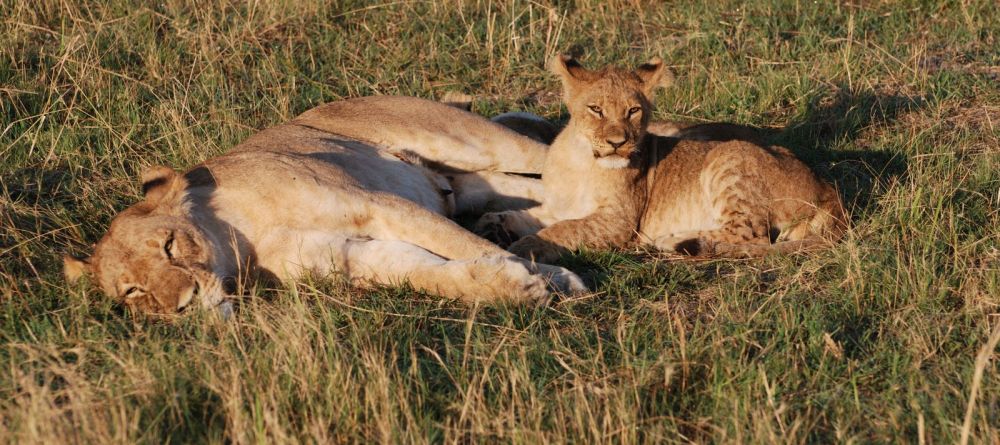 Lioness and her baby at Linyati Adventurer Camp, Linyati Wetlands, Botswana - Image 6
