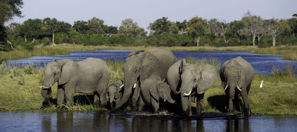 Linyanti Bush Camp - Image 3