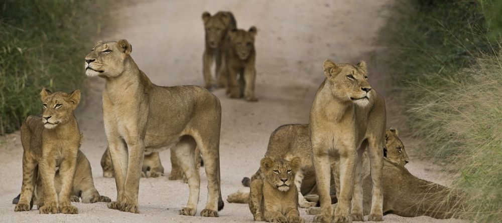 Tarangire River Camp - lions are a highlight in Taranigre - Image 3