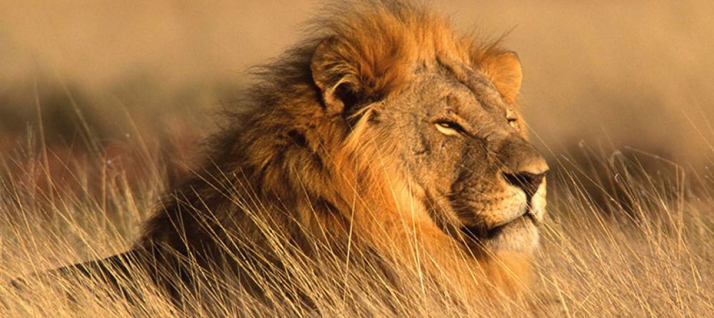 The Outpost, Kruger National Park, South Africa - Image 5