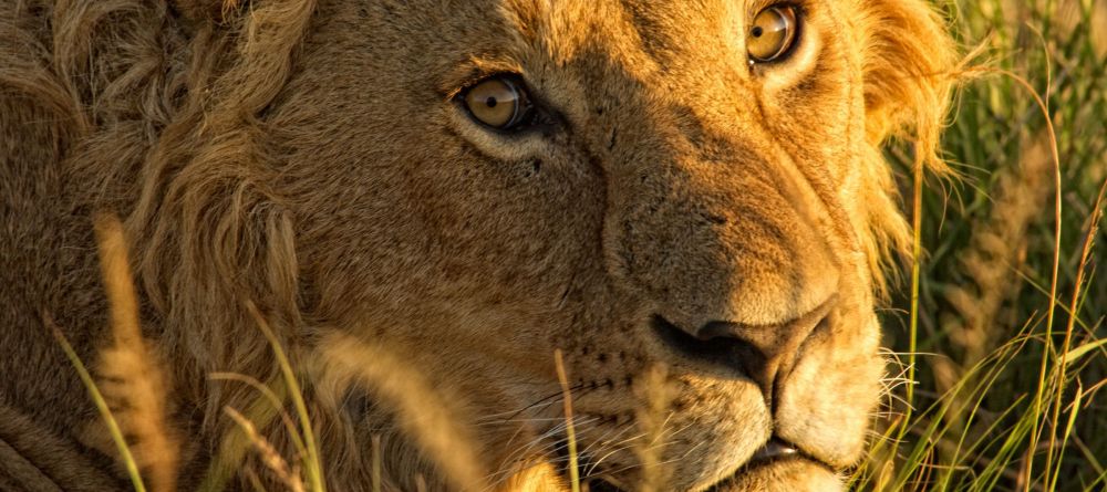 Topi House, Masai Mara National Reserve, Kenya - Image 6