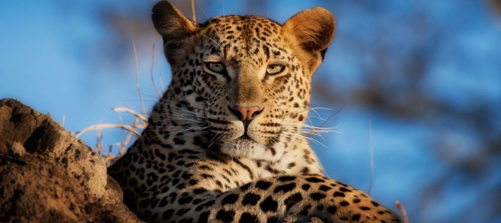 Lion Sands River Lodge, Sabi Sands Game Reserve, South Africa - Image 8