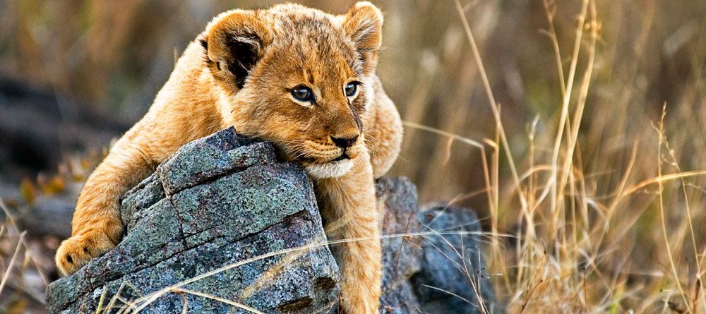 Lion Sands River Lodge, Sabi Sands Game Reserve, South Africa - Image 9