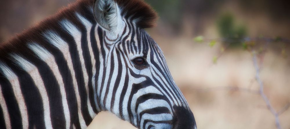 Lion Sands River Lodge, Sabi Sands Game Reserve, South Africa - Image 11