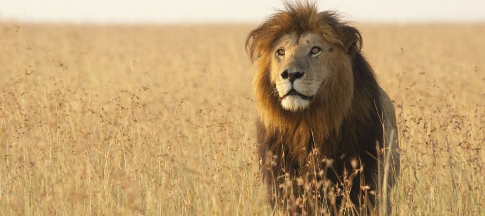 Naibor Wilderness Camp, Masai Mara National Reserve, Kenya - Image 2