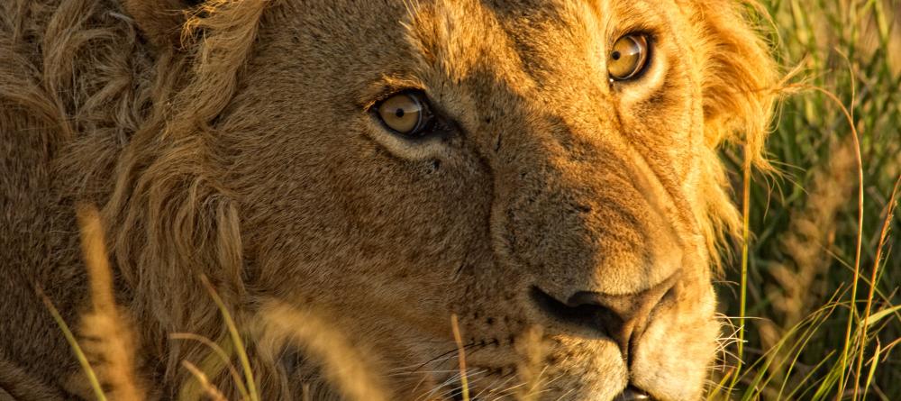 Lion at Acacia House, Masai Mara National Reserve, Kenya - Image 8