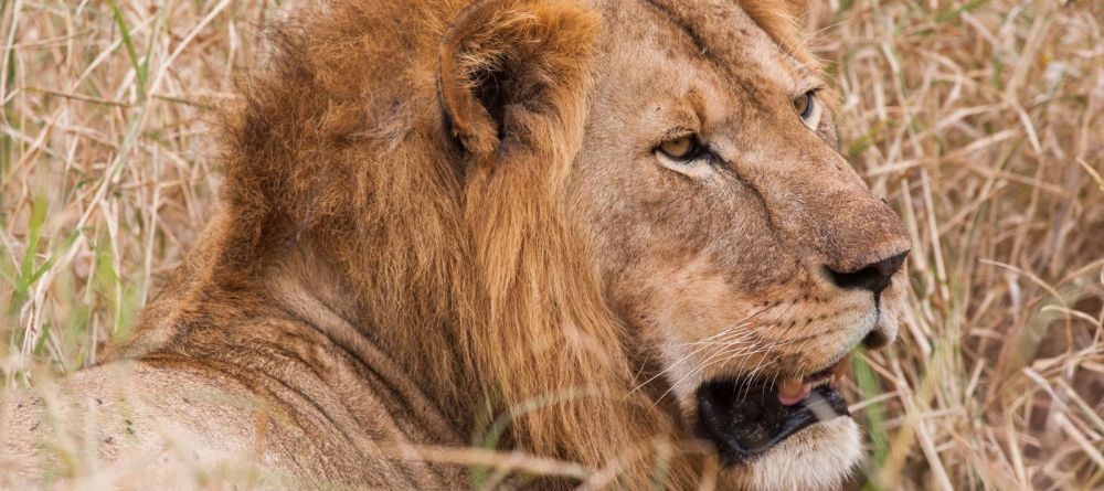 Kuro Tarangire - Image 8