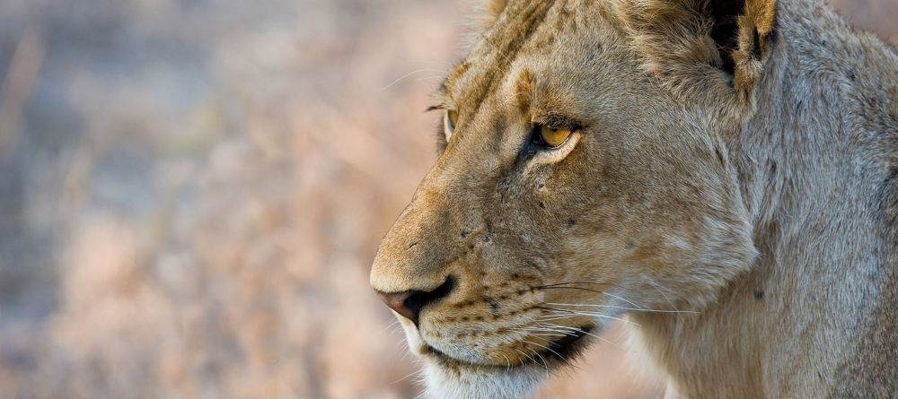 Sabi Sands Lion - Image 1