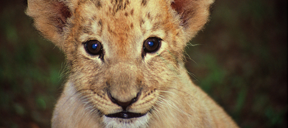 Gorah Elephant Camp, Addo Elephant National Park, South Africa - Image 3