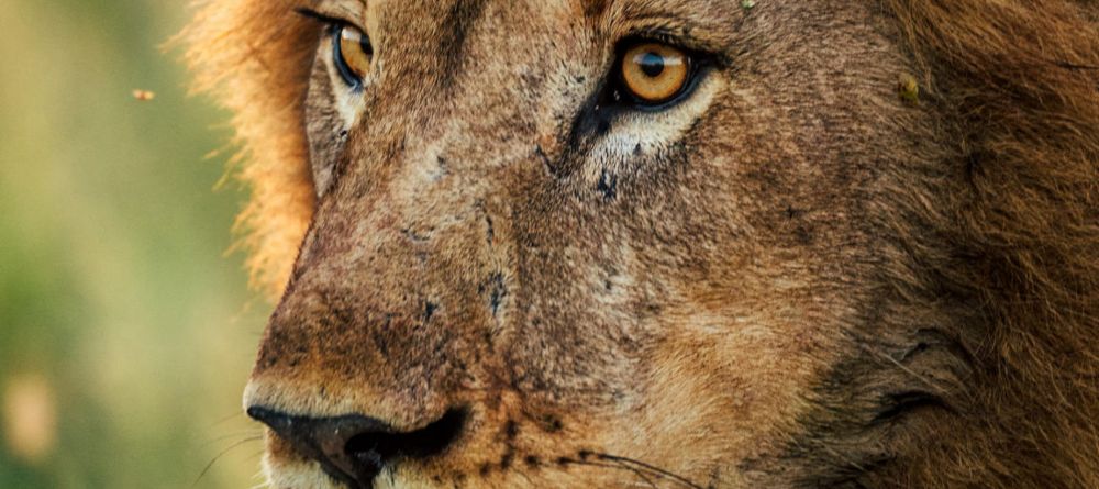 Jacks Camp, Kalahari Desert, Botswana - Image 5