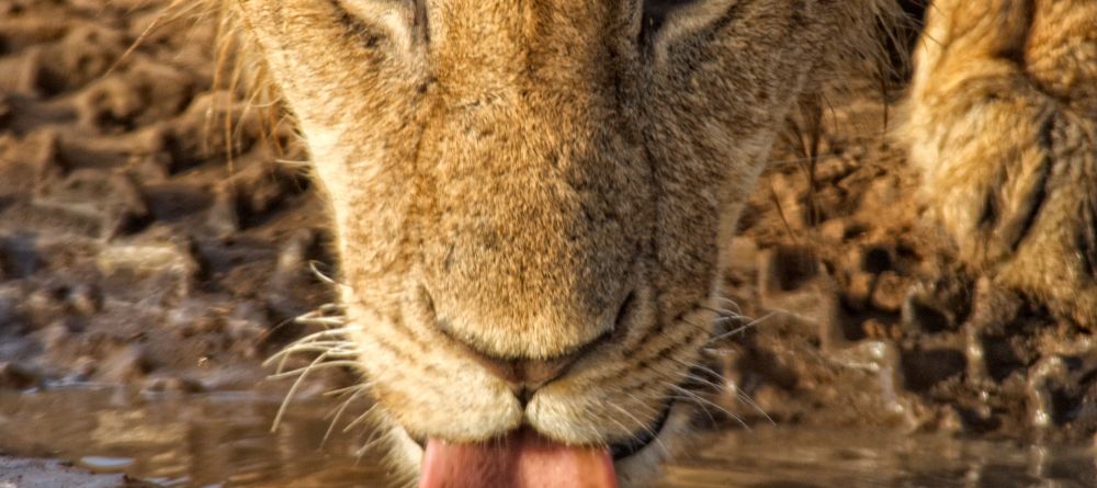An intimate encounter with a lioness as she stops by the water hole at Mara House, Masai Mara National Reserve, Kenya - Image 13