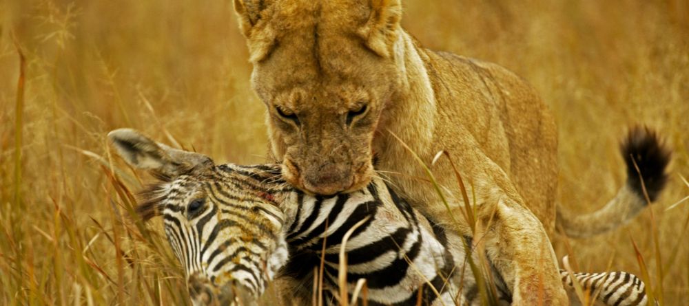 Zarafa Camp, Linyanti Wetlands, Botswana - Image 12