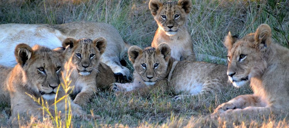 lion cubs on Gondwana Reserve at Kwena Lodge - Image 1