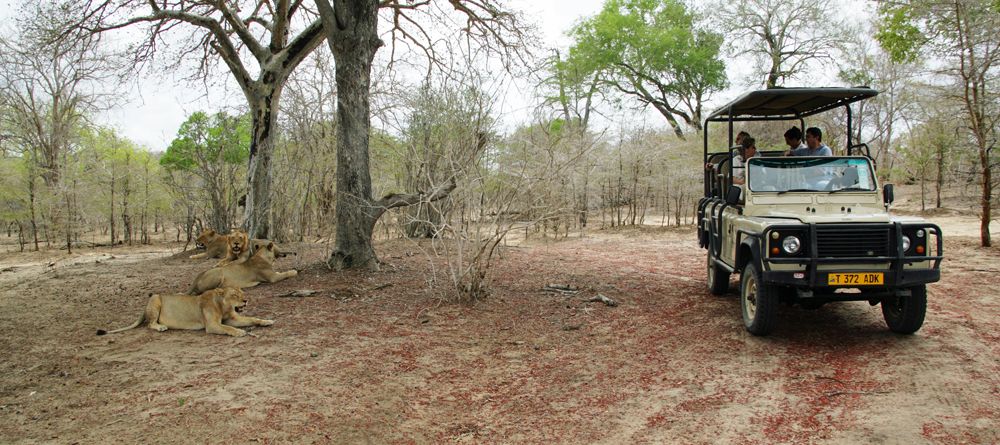Viewing lions during a game drive at Selous Impala Camp, Selous National Park, Tanzania - Image 7