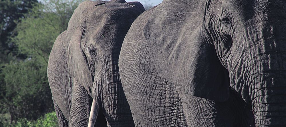 Elephants - Image 6