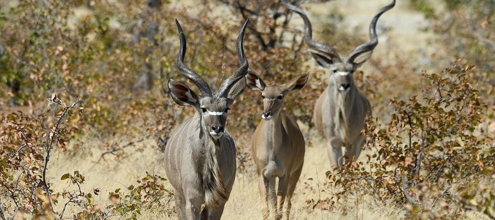 Little Ongava, Etosha National Park, Namibia Â© Dana Allen - Image 9