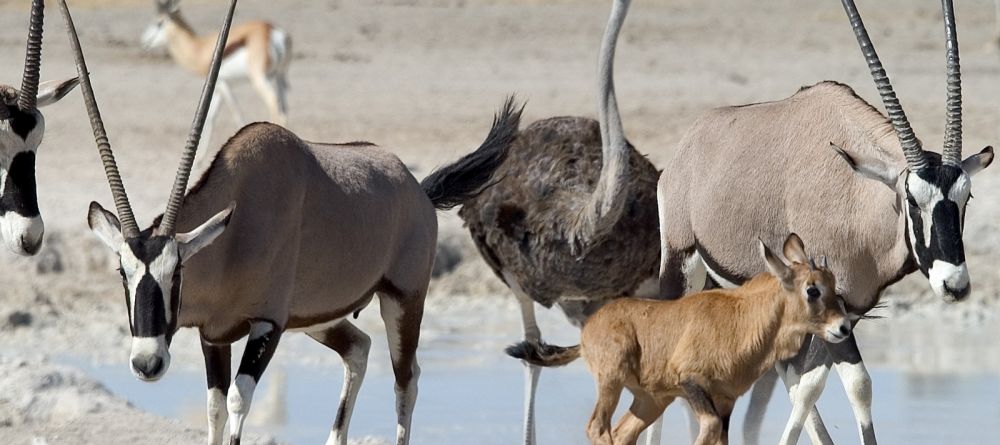 Little Ongava, Etosha National Park, Namibia Â© Dana Allen - Image 10