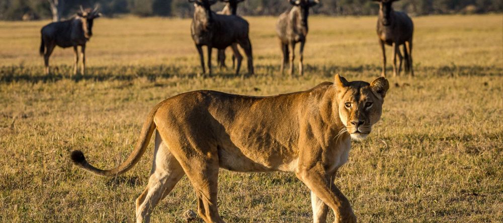 Little Makalolo, Hwange National Park, Zimbabwe - Image 19