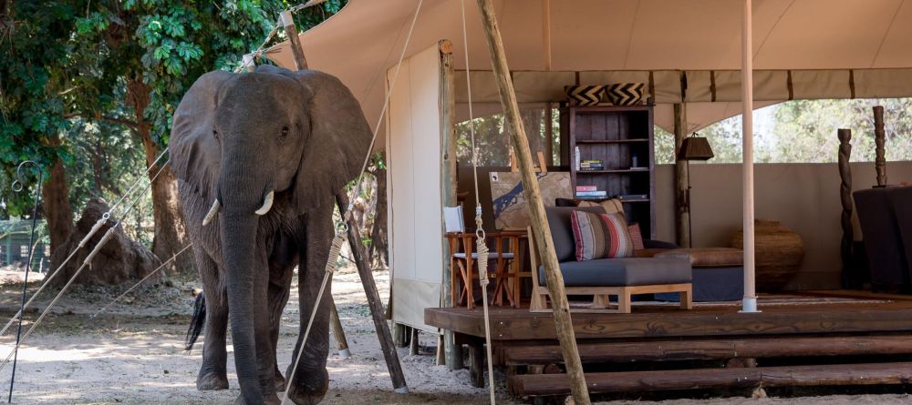 Little Ruckomechi - Image 8