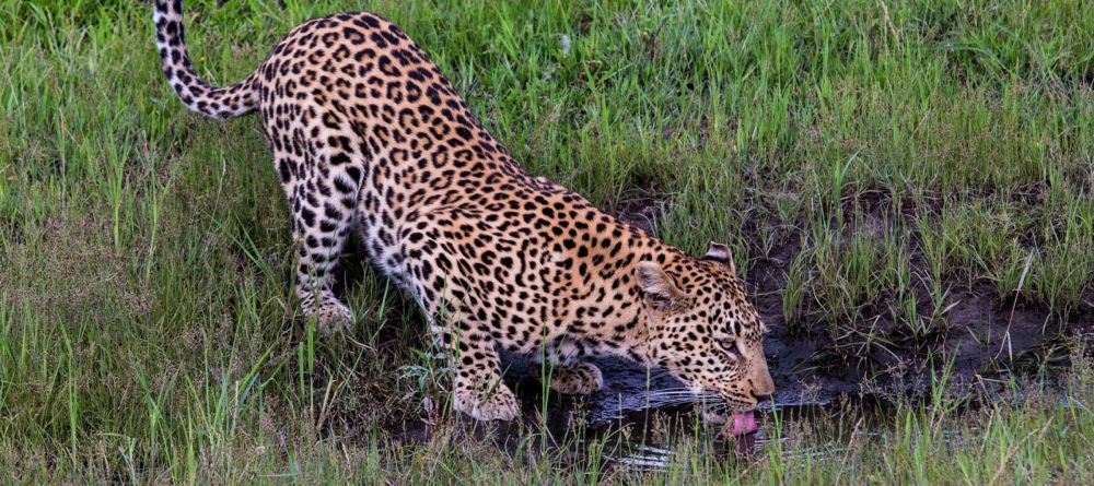 Little Tubu Tree Camp, Okavango Delta, Botswana - Image 13