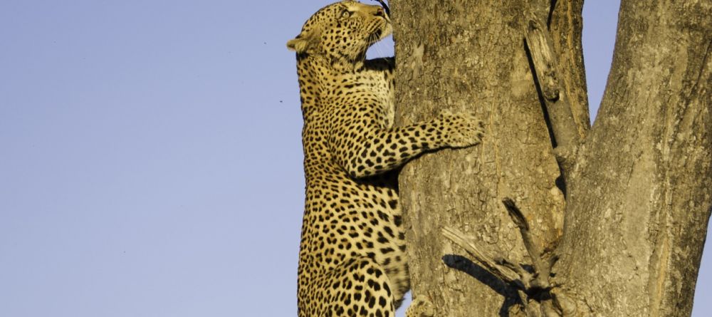 Leopard climbing, Little Vumbura, Okavango Delta, Botswana © Dana Allen - Image 9