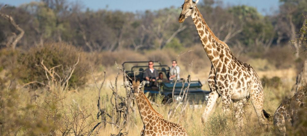 Little Tubu Tree Camp, Okavango Delta, Botswana - Image 14