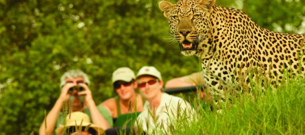 A thrilling encounter with a leopard during a game drive at Londolozi Varty Camp, Sabi Sands Game Reserve, South Africa - Image 6