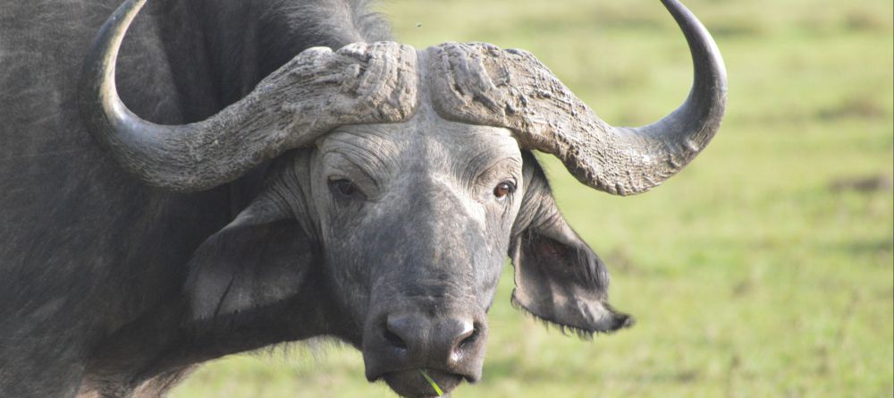 Losokwan Camp, Lemek Conservancy, Kenya - Image 7