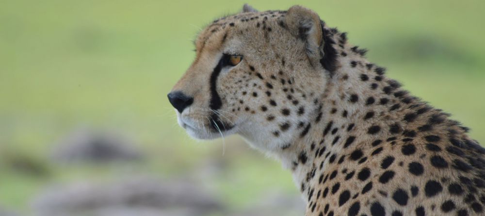 Losokwan Camp, Lemek Conservancy, Kenya - Image 5