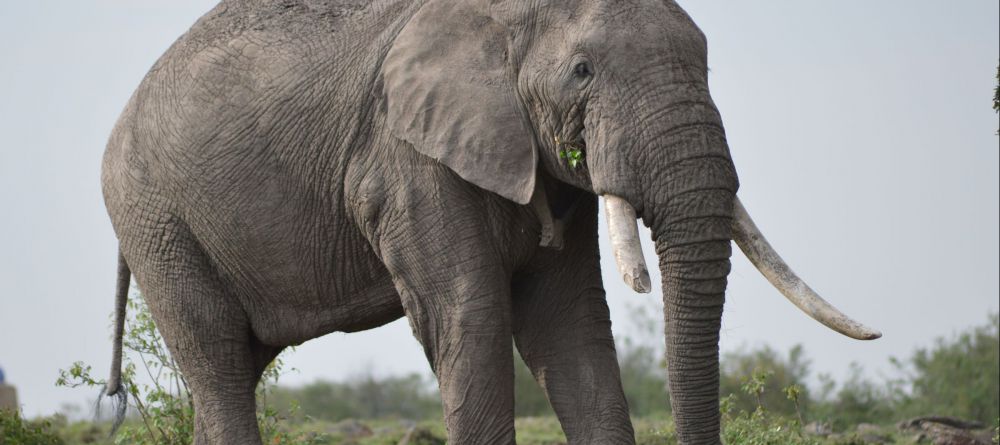 Losokwan Camp, Lemek Conservancy, Kenya - Image 6