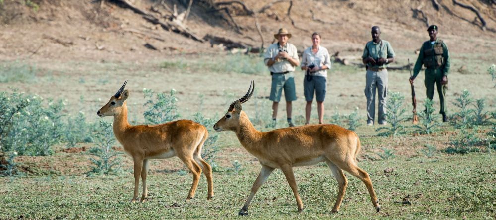Luangwa River Camp Impala - Image 5