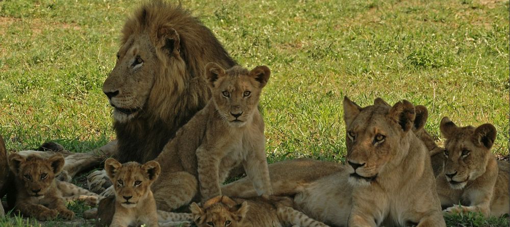 Lukimbi Safari Lodge - The Lukimbi Lion Pride - Image 3