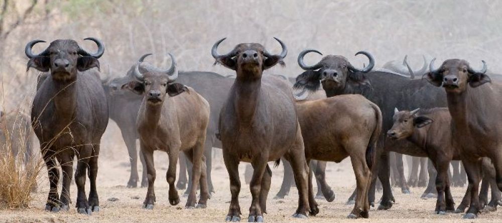 Selous Safari Camp, Selous National Park, Tanzania - Image 6