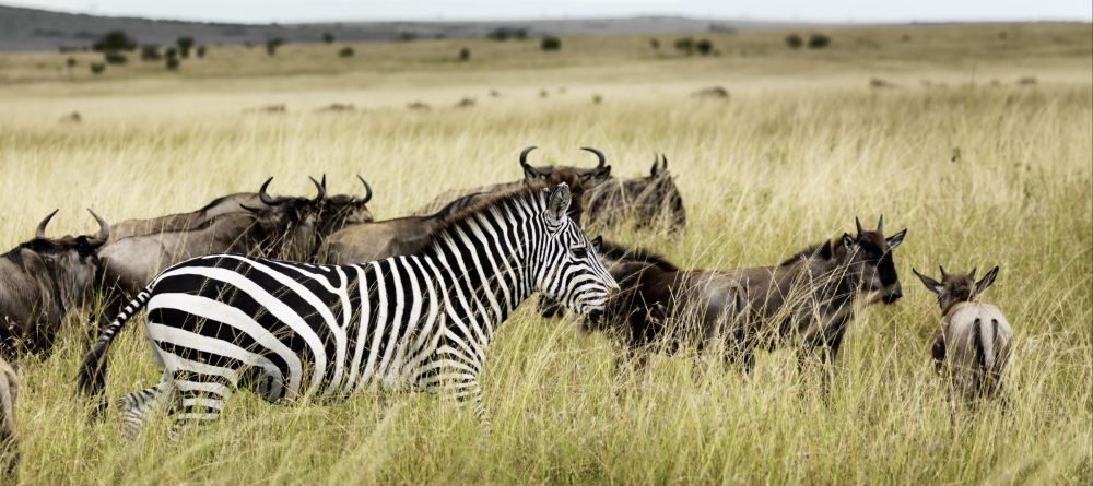 Mara Bushtops, Masai Mara Game Reserve, Kenya - Image 11
