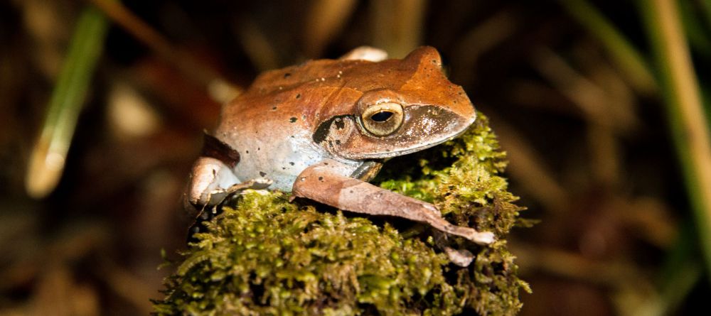Camping in Marojejy National Park, Madagascar - Image 7