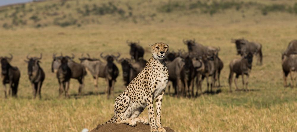 Mahali Mzuri, Olare Motogori Conservancy, Kenya - Image 3