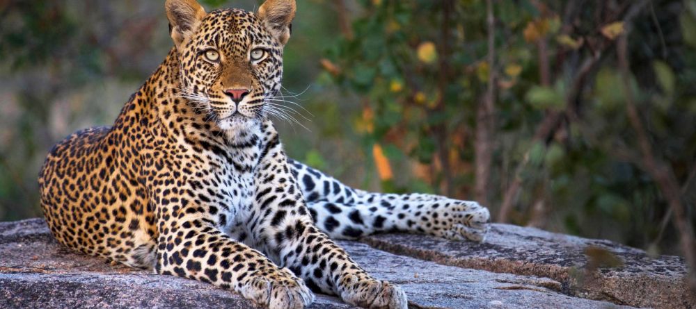 Mala Mala  - Image 7