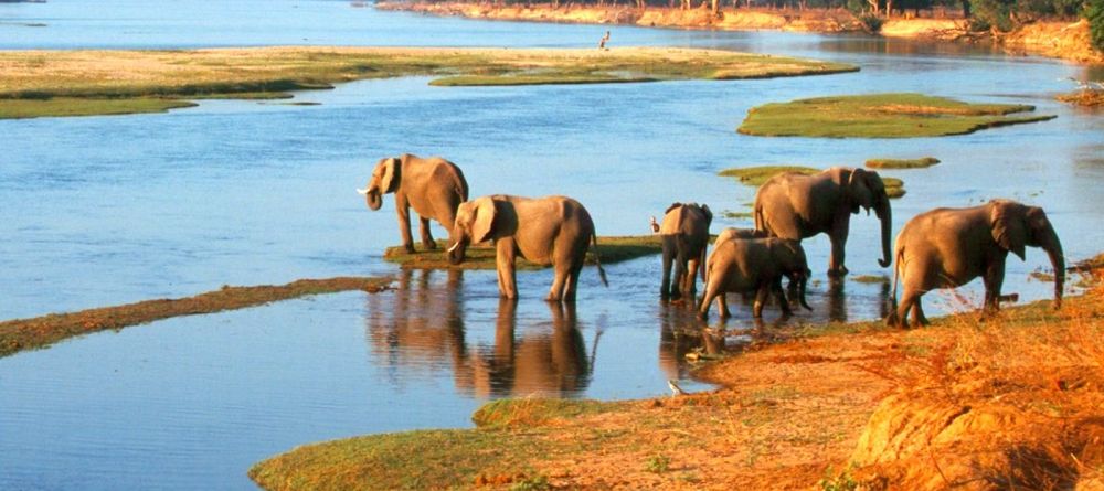 Elephants  - Image 4