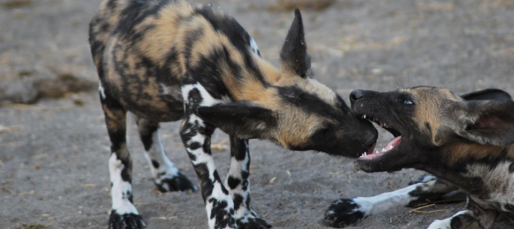 Wild dogs play-fighting at Lake Manze Tented Camp, Selous National Park, Tanzania - Image 18