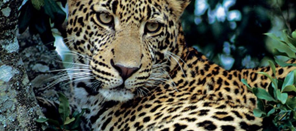 Mara Bushtops, Masai Mara Game Reserve, Kenya - Image 2