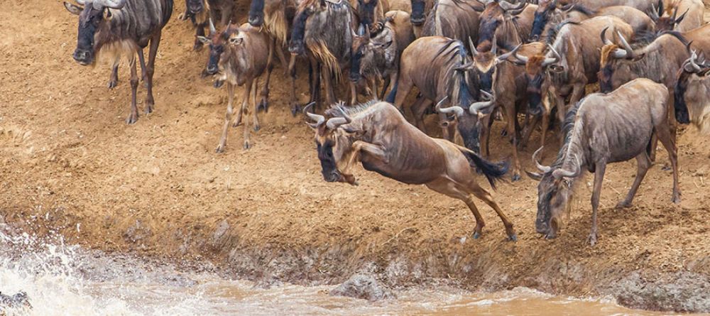 Mara Bushtops, Masai Mara Game Reserve, Kenya - Image 4