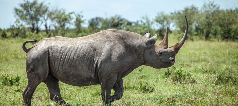 Mara Bushtops, Masai Mara Game Reserve, Kenya - Image 6