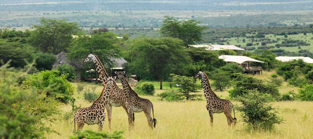 Mara Bushtops, Masai Mara Game Reserve, Kenya - Image 8