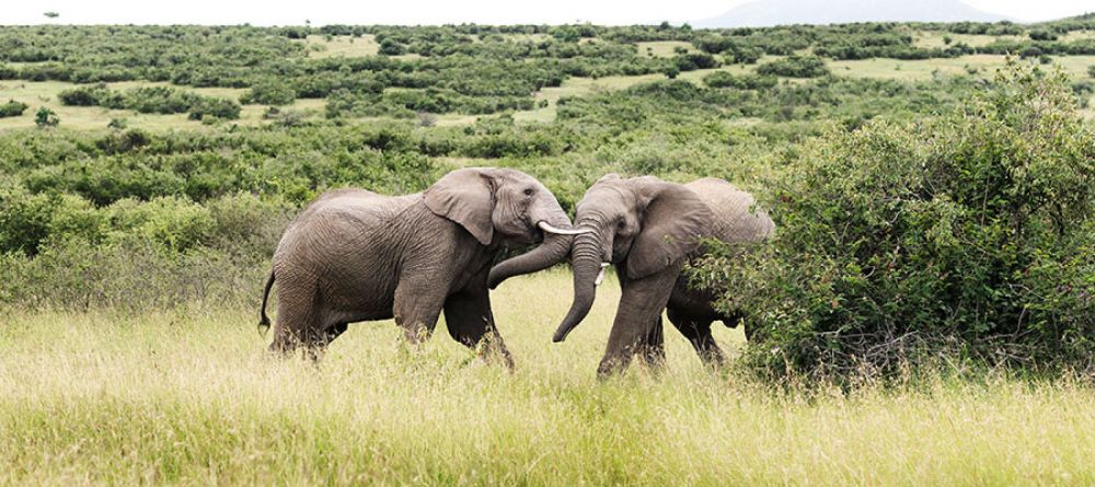 Mara Bushtops, Masai Mara Game Reserve, Kenya - Image 10