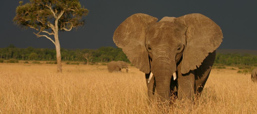 Mara Siria Bush Camp, Masai Mara National Reserve, Kenya - Image 12
