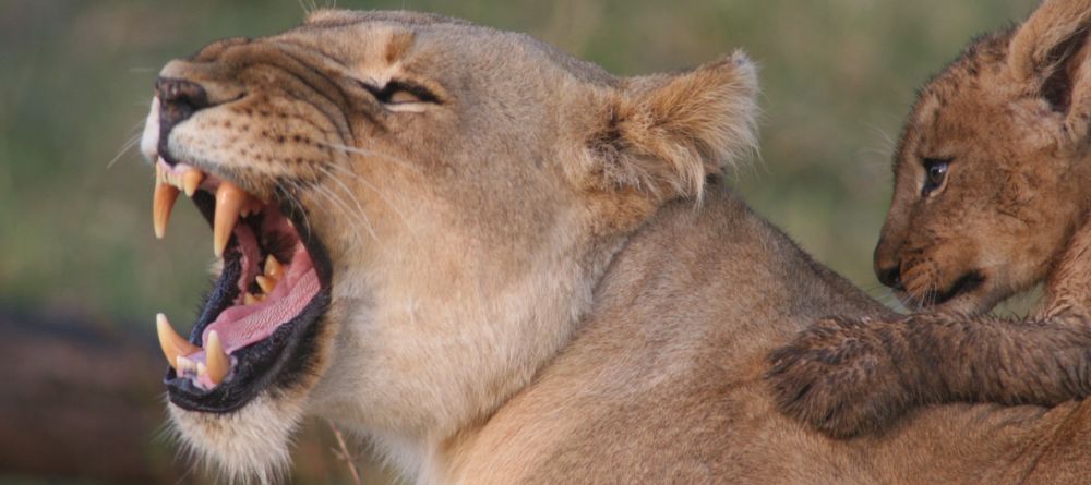 Mara Siria Bush Camp, Masai Mara National Reserve, Kenya - Image 1
