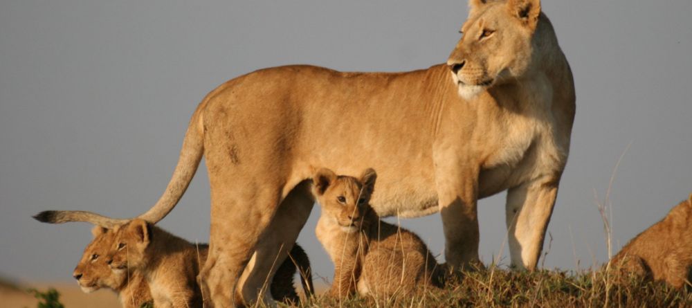 Mara Siria Bush Camp, Masai Mara National Reserve, Kenya - Image 2
