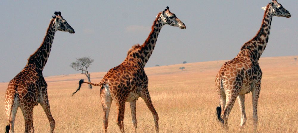 A trio of giraffes trek across the plains at Offbeat Mara Camp, Masai Mara National Reserve, Kenya - Image 11